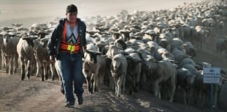 relentless-heat-and-drought-take-a-toll-on-herders’-physical-and-mental-health,-in-kenya-and-the-us