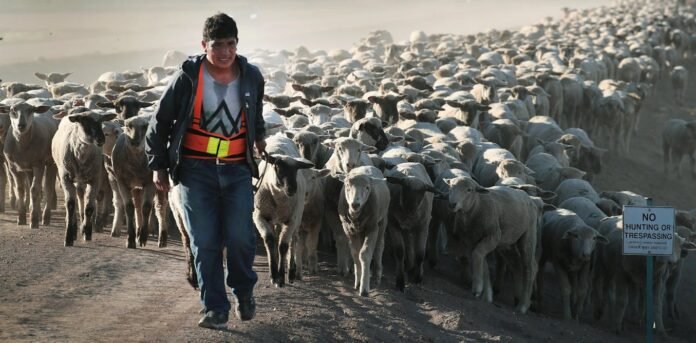 relentless-heat-and-drought-take-a-toll-on-herders’-physical-and-mental-health,-in-kenya-and-the-us
