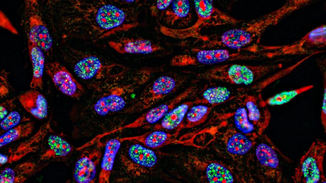 lab-supply-companies-have-been-selling-antibodies-using-manipulated-images lab-supply-companies-have-been-selling-antibodies-using-manipulated-images