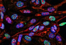 lab-supply-companies-have-been-selling-antibodies-using-manipulated-images