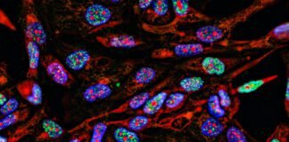 lab-supply-companies-have-been-selling-antibodies-using-manipulated-images