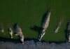 Crocodiles as prison guards: Israeli moat plan dehumanizes Palestinian prisoners crocodiles-as-prison-guards:-israeli-moat-plan-dehumanizes-palestinian-prisoners
