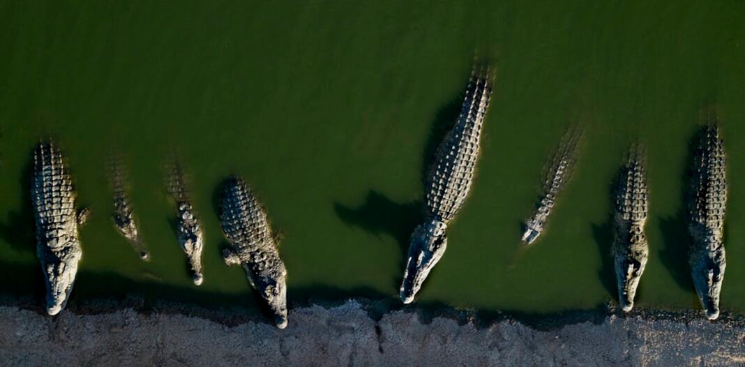 crocodiles-as-prison-guards:-israeli-moat-plan-dehumanizes-palestinian-prisoners crocodiles-as-prison-guards:-israeli-moat-plan-dehumanizes-palestinian-prisoners