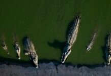 crocodiles-as-prison-guards:-israeli-moat-plan-dehumanizes-palestinian-prisoners