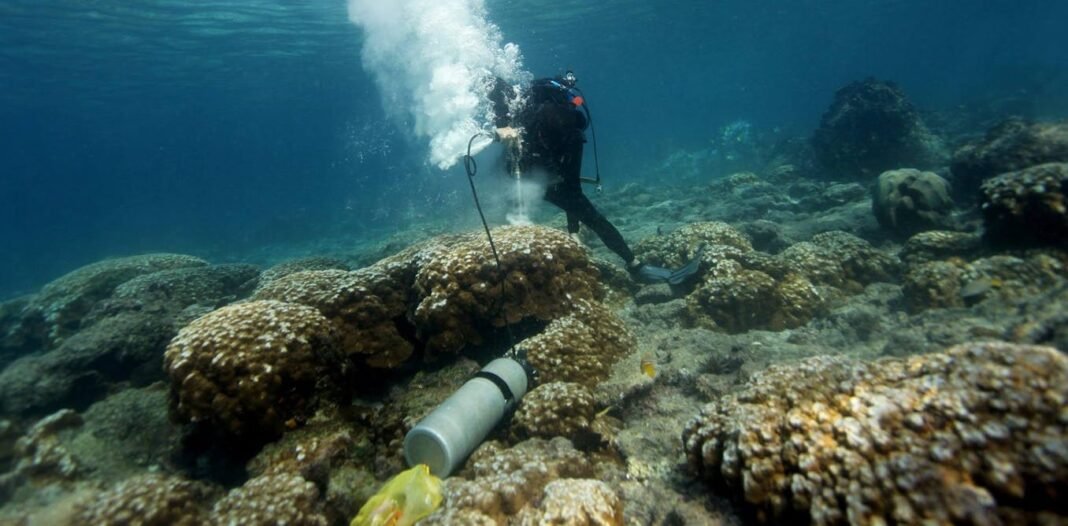 galapagos-corals-show-el-nino-events-are-more-extreme-now-than-in-past-1,000-years-–-here’s-how-my-team-made-the-discovery galapagos-corals-show-el-nino-events-are-more-extreme-now-than-in-past-1,000-years-–-here’s-how-my-team-made-the-discovery