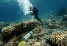 galapagos-corals-show-el-nino-events-are-more-extreme-now-than-in-past-1,000-years-–-here’s-how-my-team-made-the-discovery