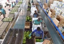 While helping African farmers, China’s not funding food processing while-helping-african-farmers,-china’s-not-funding-food-processing