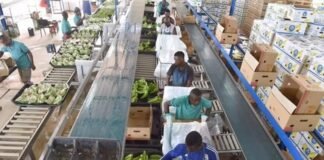 while-helping-african-farmers,-china’s-not-funding-food-processing