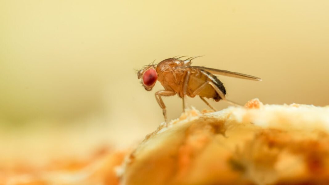 just-like-a-fruit-fly,-a-new-algorithm-never-forgets-old-scents just-like-a-fruit-fly,-a-new-algorithm-never-forgets-old-scents