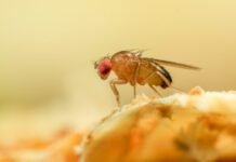 Just like a fruit fly, a new algorithm never forgets old scents just-like-a-fruit-fly,-a-new-algorithm-never-forgets-old-scents