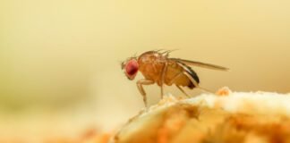 just-like-a-fruit-fly,-a-new-algorithm-never-forgets-old-scents