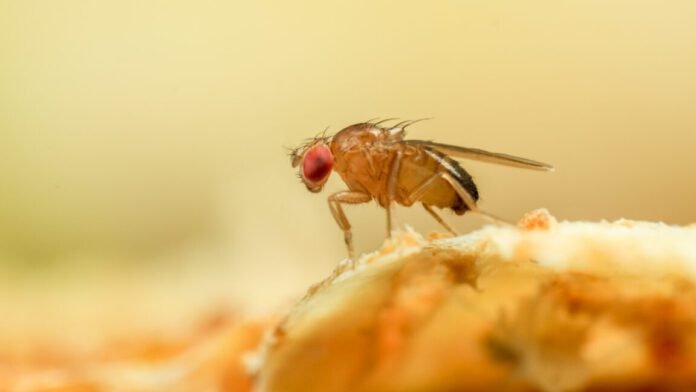 just-like-a-fruit-fly,-a-new-algorithm-never-forgets-old-scents