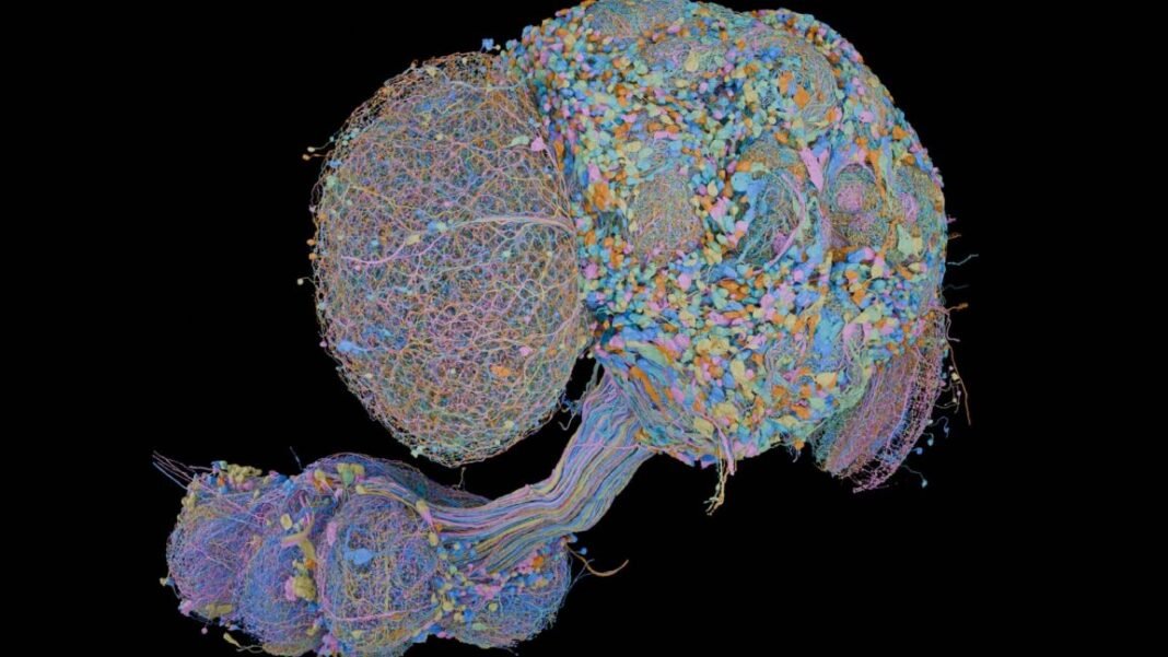 second-complete-map-of-a-fruit-fly-brain-completed