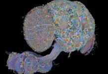 second-complete-map-of-a-fruit-fly-brain-completed