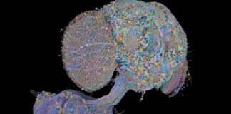 second-complete-map-of-a-fruit-fly-brain-completed