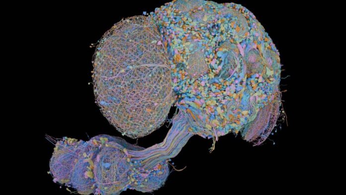 second-complete-map-of-a-fruit-fly-brain-completed