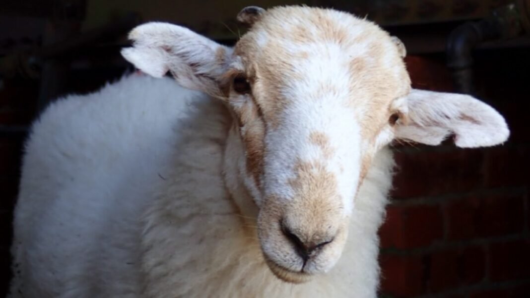 medieval-manuscripts-are-“biological-time-capsules”-for-deadly-sheeppox-virus