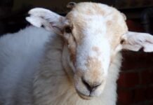 medieval-manuscripts-are-“biological-time-capsules”-for-deadly-sheeppox-virus