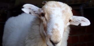 medieval-manuscripts-are-“biological-time-capsules”-for-deadly-sheeppox-virus