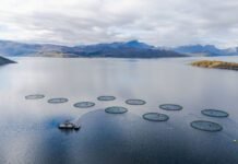 farmed-salmon-may-not-be-as-nutritious-as-it-once-was,-new-research-suggests