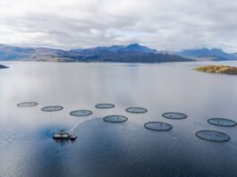 farmed-salmon-may-not-be-as-nutritious-as-it-once-was,-new-research-suggests