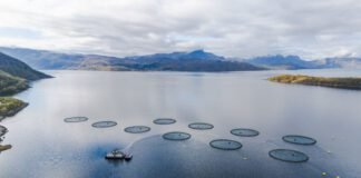 farmed-salmon-may-not-be-as-nutritious-as-it-once-was,-new-research-suggests