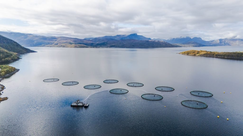 farmed-salmon-may-not-be-as-nutritious-as-it-once-was,-new-research-suggests farmed-salmon-may-not-be-as-nutritious-as-it-once-was,-new-research-suggests