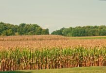 as-family-farms-decline-and-the-climate-heats-up,-farmers-weigh-what-to-do-with-their-land
