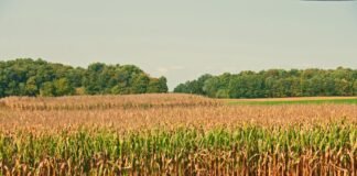 as-family-farms-decline-and-the-climate-heats-up,-farmers-weigh-what-to-do-with-their-land