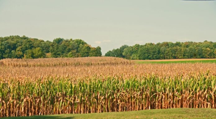 as-family-farms-decline-and-the-climate-heats-up,-farmers-weigh-what-to-do-with-their-land as-family-farms-decline-and-the-climate-heats-up,-farmers-weigh-what-to-do-with-their-land