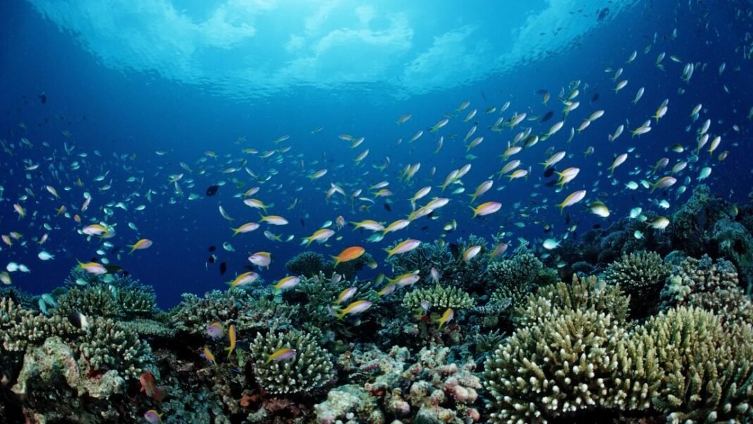 noaa-is-putting-commercial-fishing-ahead-of-conservation