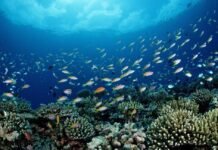 noaa-is-putting-commercial-fishing-ahead-of-conservation