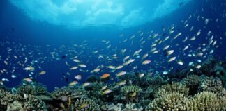 noaa-is-putting-commercial-fishing-ahead-of-conservation