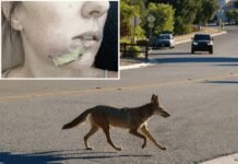 Mom Battles Fights Off Coyote with Flip-Flop After It Attacks Her Daughter mom-battles-fights-off-coyote-with-flip-flop-after-it-attacks-her-daughter