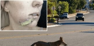 Mom Battles Fights Off Coyote with Flip-Flop After It Attacks Her Daughter mom-battles-fights-off-coyote-with-flip-flop-after-it-attacks-her-daughter