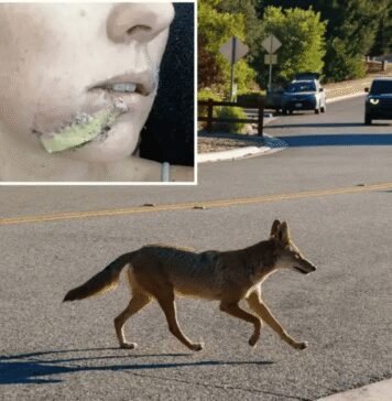 Mom Battles Fights Off Coyote with Flip-Flop After It Attacks Her Daughter mom-battles-fights-off-coyote-with-flip-flop-after-it-attacks-her-daughter