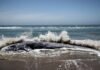 Gray whales are starving as the Arctic warms. Will the US protect them? gray-whales-are-starving-as-the-arctic-warms.-will-the-us-protect-them?