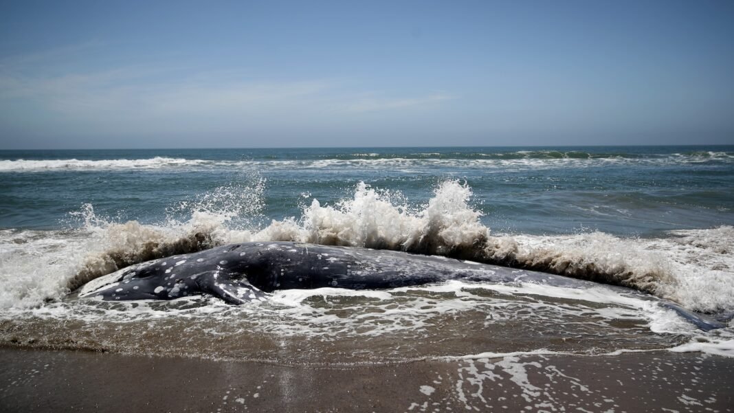 gray-whales-are-starving-as-the-arctic-warms.-will-the-us-protect-them? gray-whales-are-starving-as-the-arctic-warms.-will-the-us-protect-them?