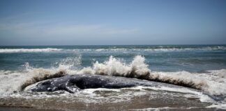 gray-whales-are-starving-as-the-arctic-warms.-will-the-us-protect-them?