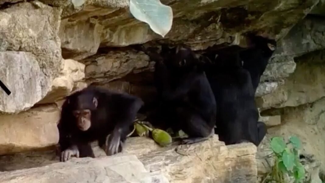 how-chimps-teach-their-kids-tool-tricks