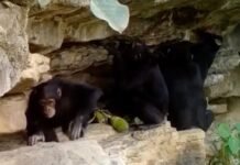How chimps teach their kids tool tricks how-chimps-teach-their-kids-tool-tricks
