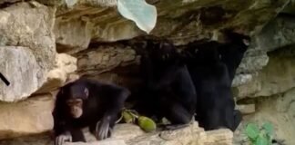 how-chimps-teach-their-kids-tool-tricks