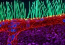 Meet the winner of Nikon’s Small World in Motion video contest meet-the-winner-of-nikon’s-small-world-in-motion-video-contest
