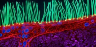 meet-the-winner-of-nikon’s-small-world-in-motion-video-contest