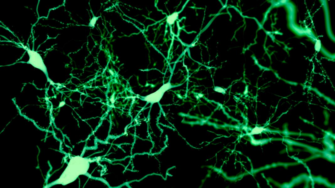 finding-the-cells-that-put-our-brain-to-sleep finding-the-cells-that-put-our-brain-to-sleep