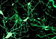 finding-the-cells-that-put-our-brain-to-sleep