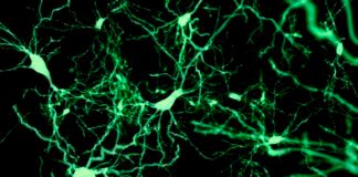 finding-the-cells-that-put-our-brain-to-sleep
