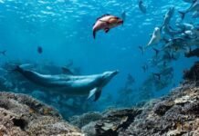 A dolphin named Bubbles makes other fish vomit, then eats it a-dolphin-named-bubbles-makes-other-fish-vomit,-then-eats-it