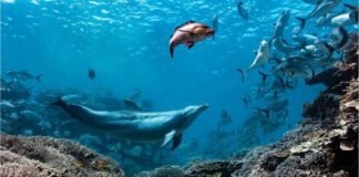 a-dolphin-named-bubbles-makes-other-fish-vomit,-then-eats-it