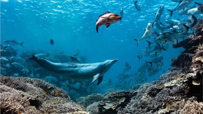 a-dolphin-named-bubbles-makes-other-fish-vomit,-then-eats-it a-dolphin-named-bubbles-makes-other-fish-vomit,-then-eats-it